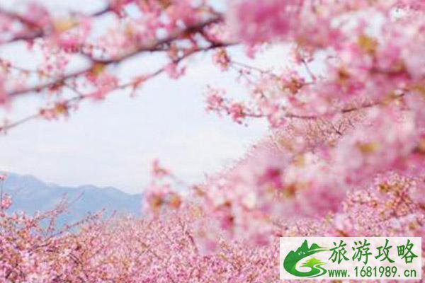 绍兴春季赏花好去处2021 绍兴赏花的地方