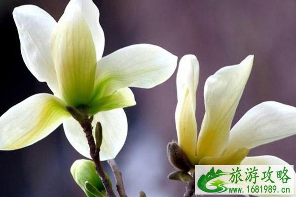 绍兴春季赏花好去处2021 绍兴赏花的地方