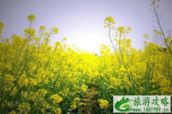 2021南京清明节可以扫墓吗 南京清明节扫墓在哪里预约