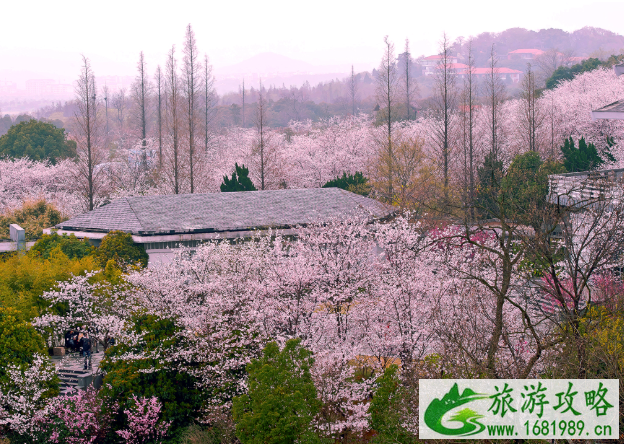 3月赏花去哪里 三月踏青赏花地点推荐