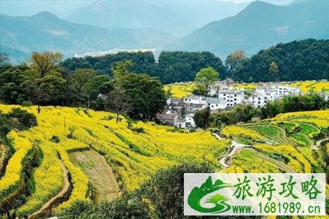 2022年国内油菜花观赏地点推荐 附花期及路线推荐