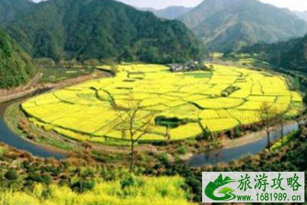 黄山油菜花什么时候开2022 最佳观赏地及时间