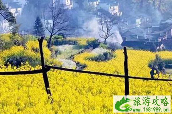 黄山油菜花什么时候开2022 最佳观赏地及时间