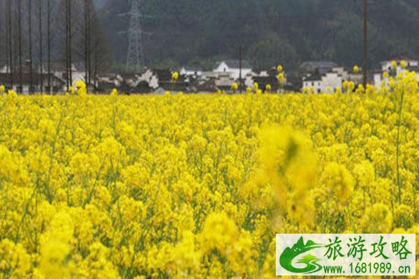 黄山油菜花什么时候开2022 最佳观赏地及时间