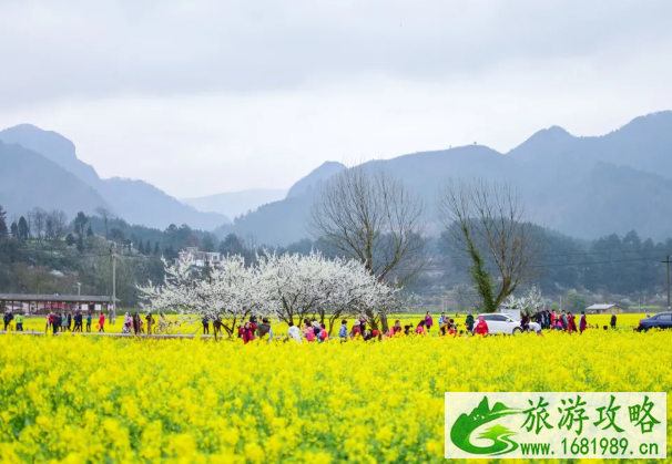 贵阳油菜花什么时候开?景点在哪里?