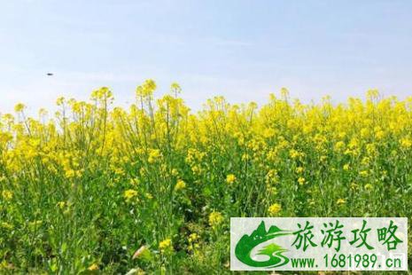 2022年四月苏州哪里看油菜花最好