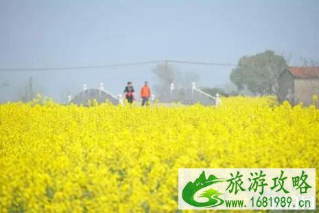 2022年四月苏州哪里看油菜花最好