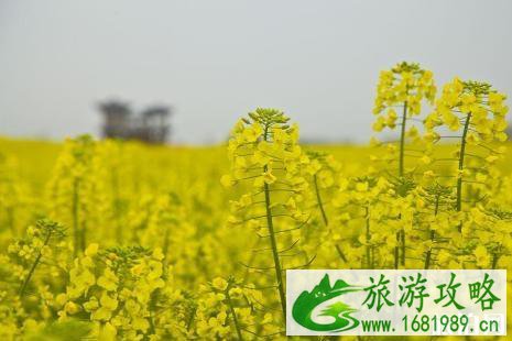 天津油菜花什么时候开 2022天津油菜花观赏地