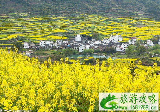 天津油菜花什么时候开 2022天津油菜花观赏地