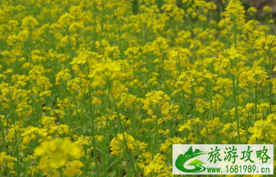 天津油菜花什么时候开 2022天津油菜花观赏地