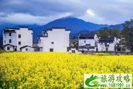 2022年贵州兴义油菜花开了吗?万峰林油菜花几月开?附交通攻略