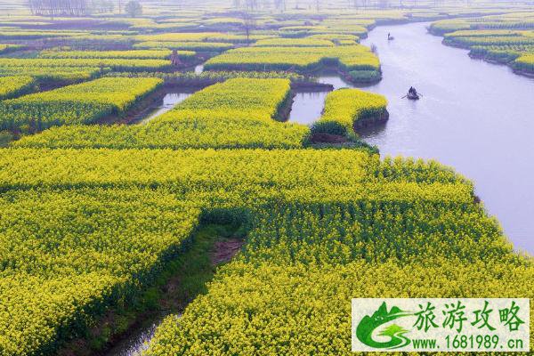 2022泰州油菜花什么时候开花 泰州油菜花景点