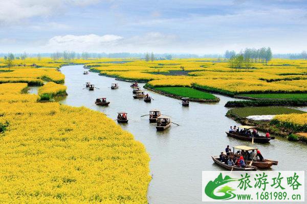 2022泰州油菜花什么时候开花 泰州油菜花景点