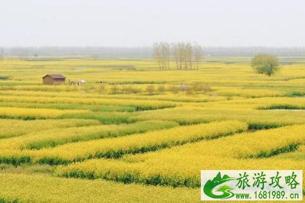 2022泰州油菜花什么时候开花 泰州油菜花景点