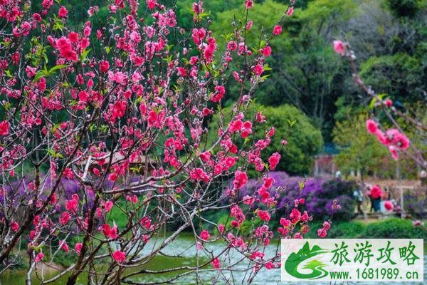 广东哪里桃花最多 最佳观赏地推荐