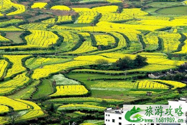 2022年篁岭油菜花开放时间 什么时候结束