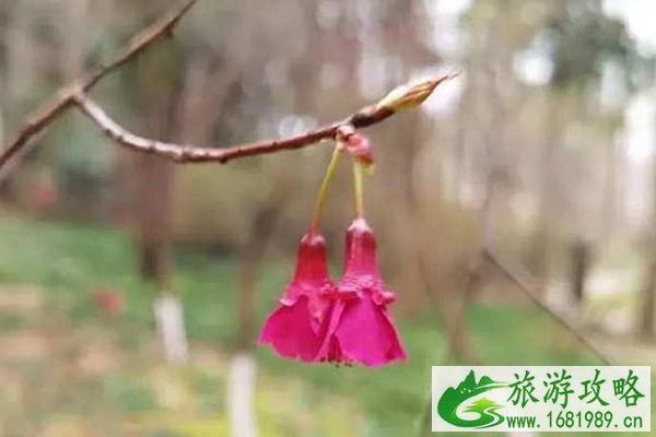 2022杭州植物园樱花什么时候开?在哪里?