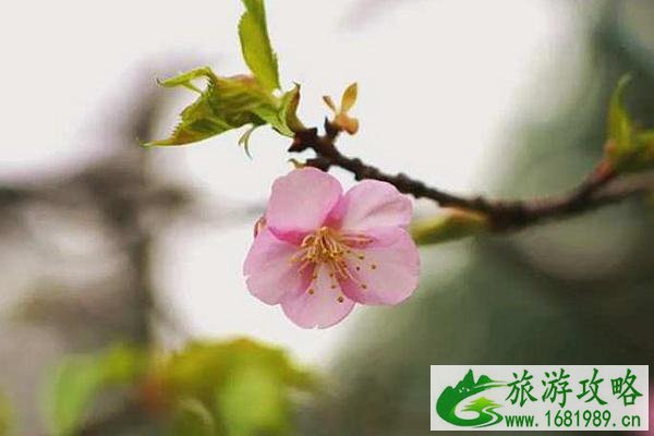 2022杭州植物园樱花什么时候开?在哪里?