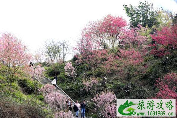 泸州丹林樱花谷风景区在哪?2022门票价格是多少?