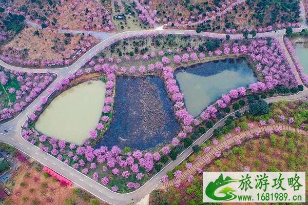 常宁罗桥镇百万樱花园樱花开了吗2022 附樱花园具体位置