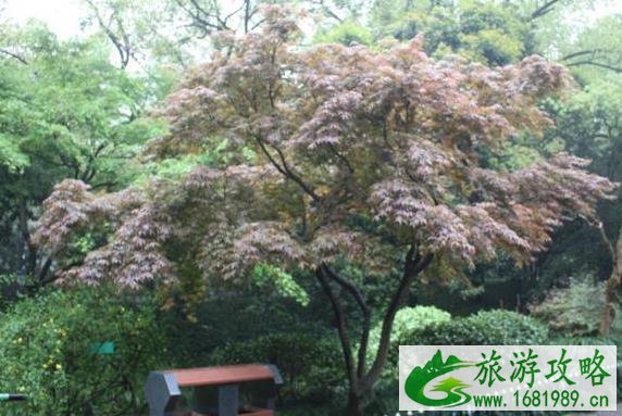 2022杭州植物园门票价格多少钱 杭州植物园门票要门票吗