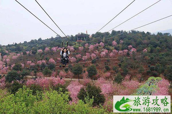 常宁罗桥镇百万樱花园樱花开了吗2022 附樱花园具体位置