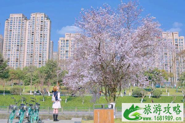 2022成都3月附近有哪些花可以看?30处绝美花海包含樱花、油菜花等等