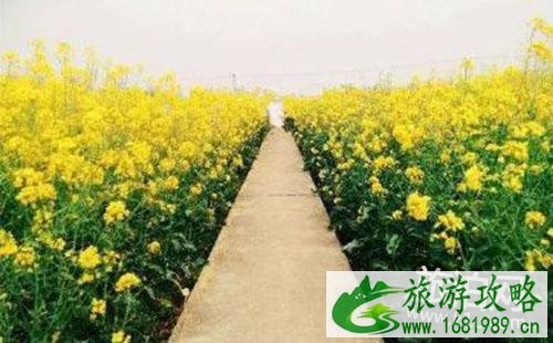 2022长沙油菜花在哪里看 2022长沙油菜花景点推荐