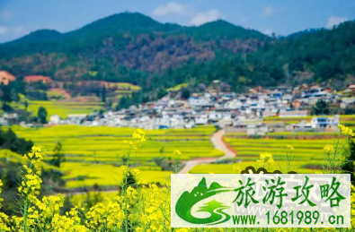 2022长沙油菜花在哪里看 2022长沙油菜花景点推荐