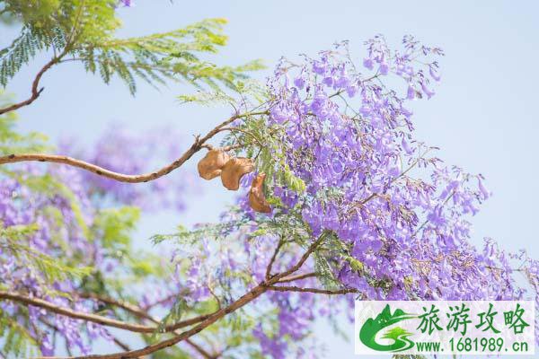 西昌蓝花楹好看吗?蓝花楹哪里最好看?