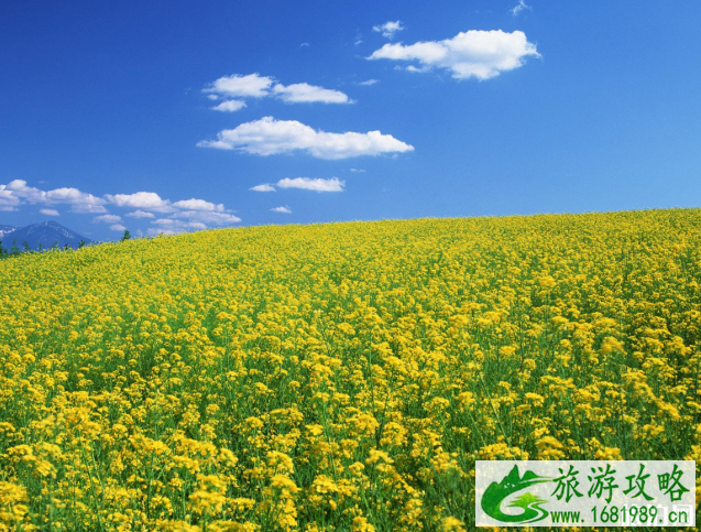 2022油菜花什么时候开花 全国油菜花开花时间