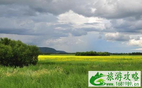 呼伦贝尔油菜花什么时候开 呼伦贝尔油菜花地点及线路推荐