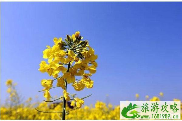 武功古城油菜花什么时候开?附游玩攻略