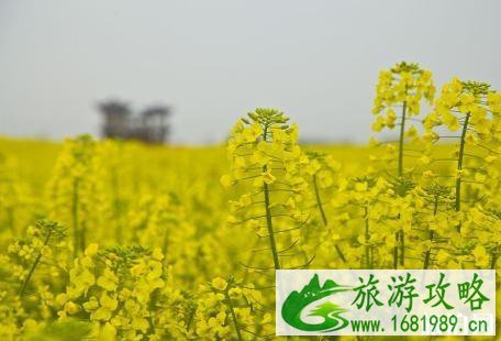 济南长清双泉油菜花时间2022 最佳赏花地点