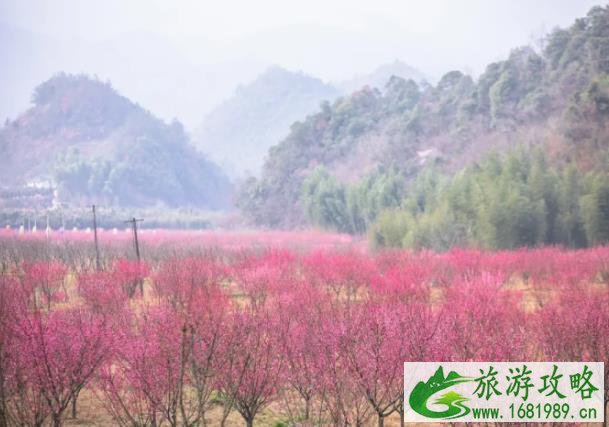 天子地樱花岭游玩攻略 桐庐天子地樱花岭最佳观赏时间