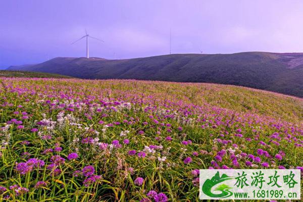 贵州赏花景点有哪些地方 贵州哪里可以赏樱花