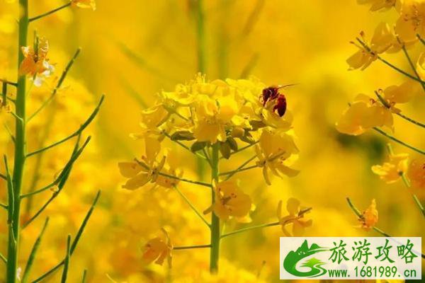 2022广阳岛油菜花节什么时候开始?(附交通指南)