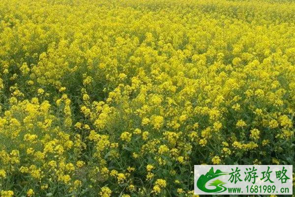 2022广阳岛油菜花节什么时候开始?(附交通指南)