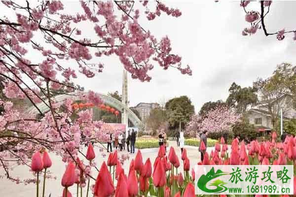 重庆南山植物园樱花花期持续多久