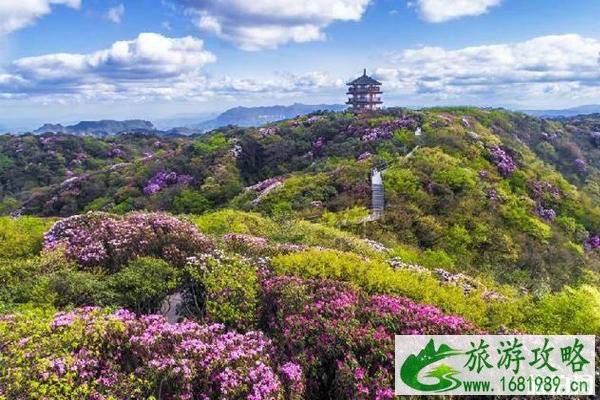 南川大观园樱花在哪里?附周边景点推荐