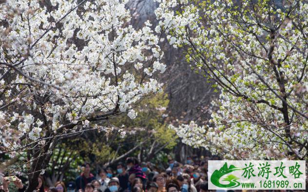 2022年鸡鸣寺樱花最佳观赏时间 鸡鸣寺樱花需要预约门票吗