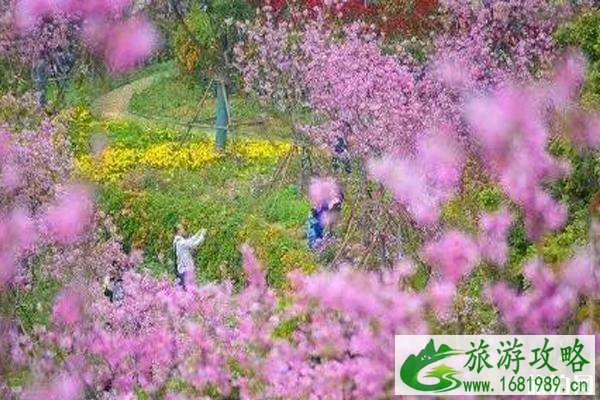 福建厦门哪里有樱花 厦门樱花哪里比较好