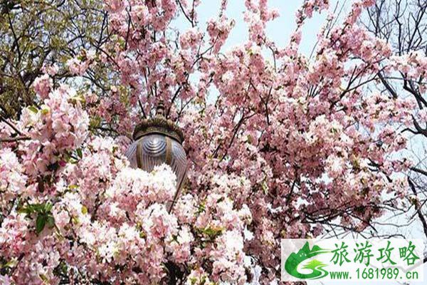 青岛八大关樱花什么时候开2022 八大关樱花在什么路上