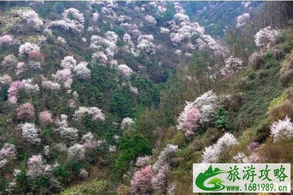 杭州富阳万市镇樱花赏花地推荐