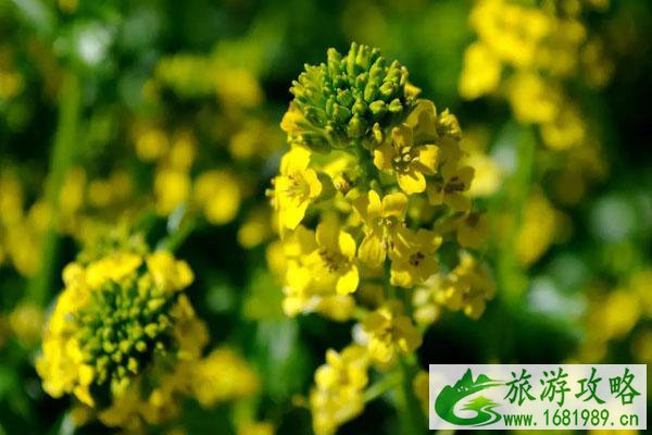 成都油菜花景点2022观赏胜地