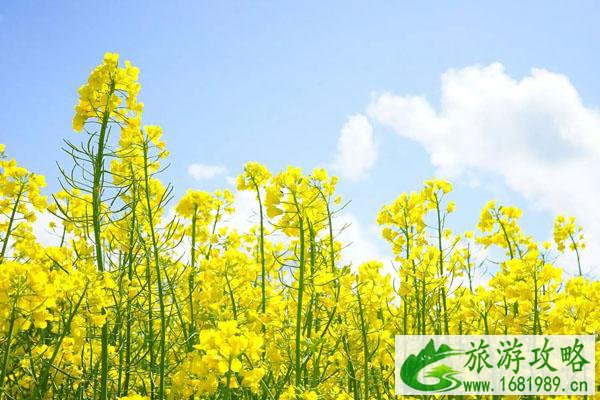 2022无锡看油菜花去哪里好