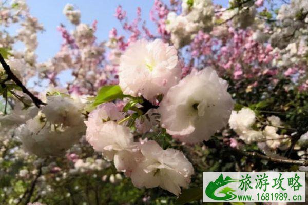 湖南省植物园樱花2022年花期