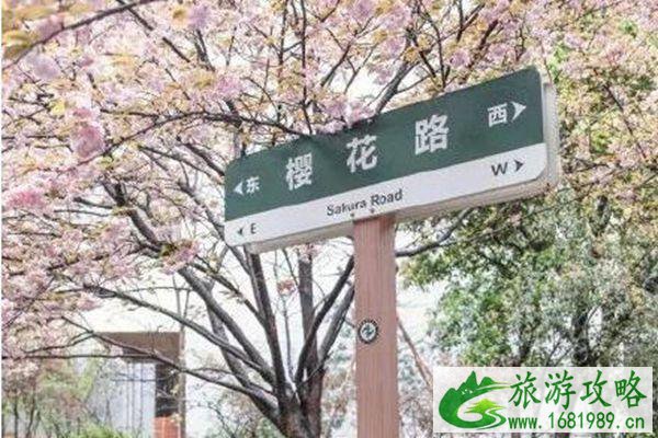 湖南省植物园樱花2022年花期