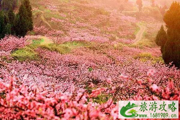 龙泉驿桃花节时间2022 附交通指南