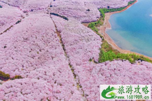 贵阳平坝樱花观赏指南 附花期时间